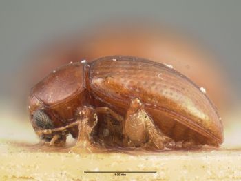 Media type: image; Entomology 9816   Aspect: habitus lateral view